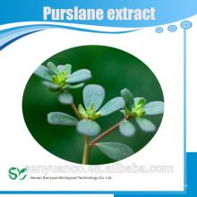 Extrait de Purslane Extra Extrait / Purslane Powder / Portulaca Oleracea extrait en poudre